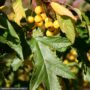 Crabapple – Golden Raindrops – 1.75″ Caliper – B&B